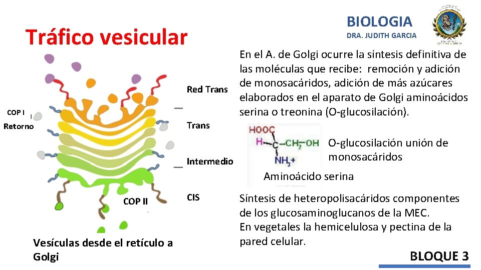 Tráfico vesicular BIOLOGIA DRA. JUDITH GARCIA En el A. de Golgi ocurre la síntesis