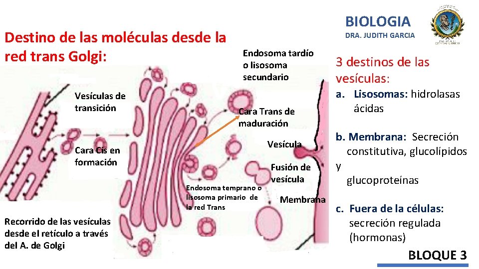 Destino de las moléculas desde la red trans Golgi: Vesículas de transición BIOLOGIA DRA.