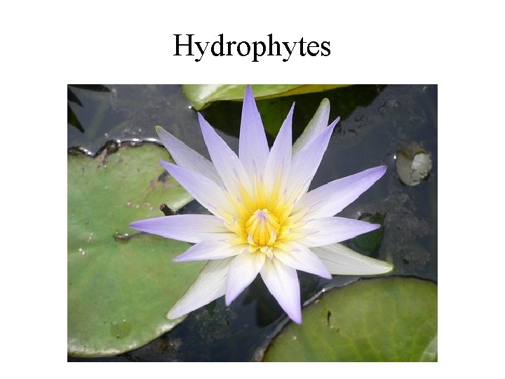 Hydrophytes 