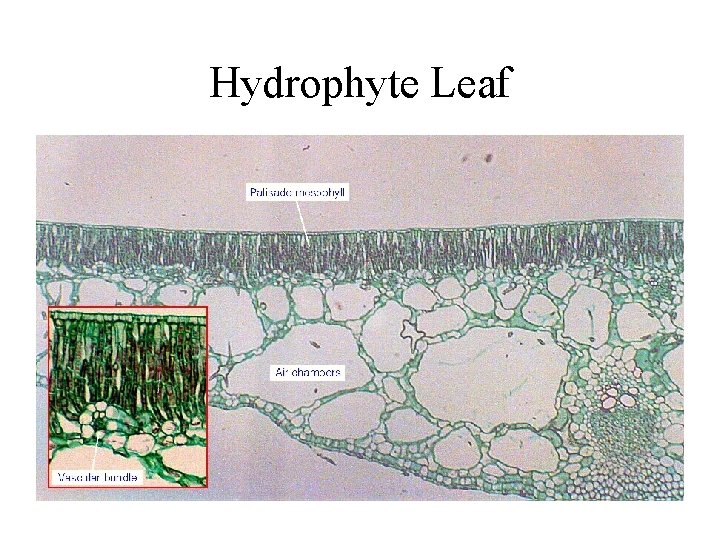 Hydrophyte Leaf 