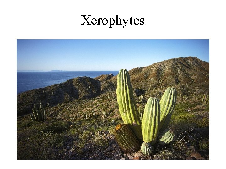 Xerophytes 