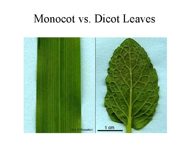 Monocot vs. Dicot Leaves 