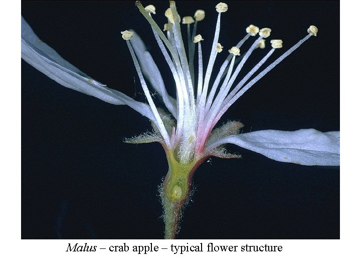 Malus – crab apple – typical flower structure 