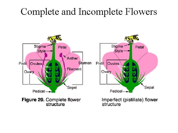 Complete and Incomplete Flowers 