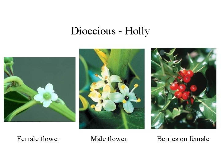 Dioecious - Holly Female flower Male flower Berries on female 