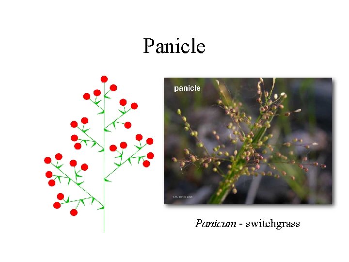 Panicle Panicum - switchgrass 