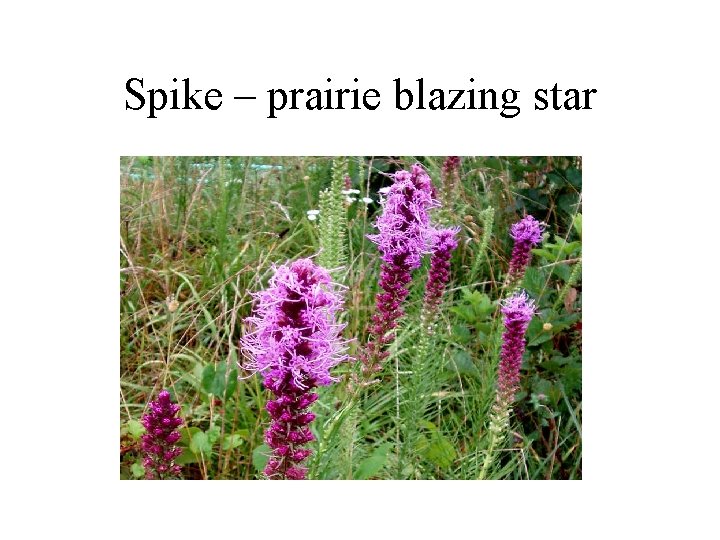 Spike – prairie blazing star 