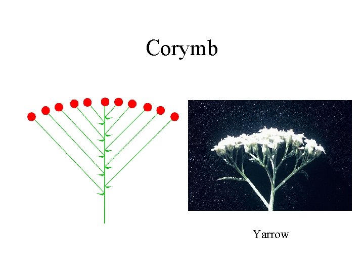 Corymb Yarrow 