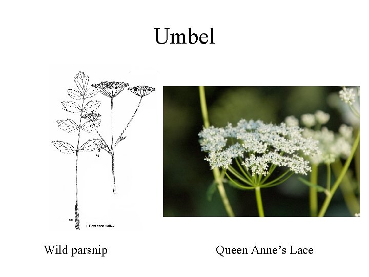 Umbel Wild parsnip Queen Anne’s Lace 