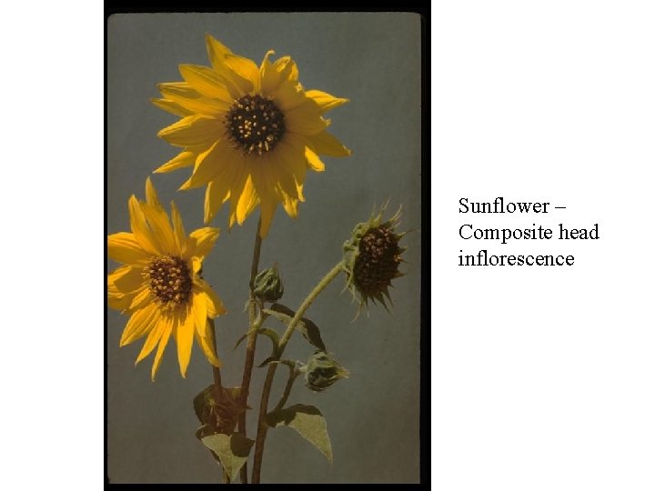 Sunflower – Composite head inflorescence 