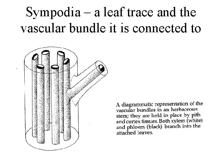 Sympodia – a leaf trace and the vascular bundle it is connected to 