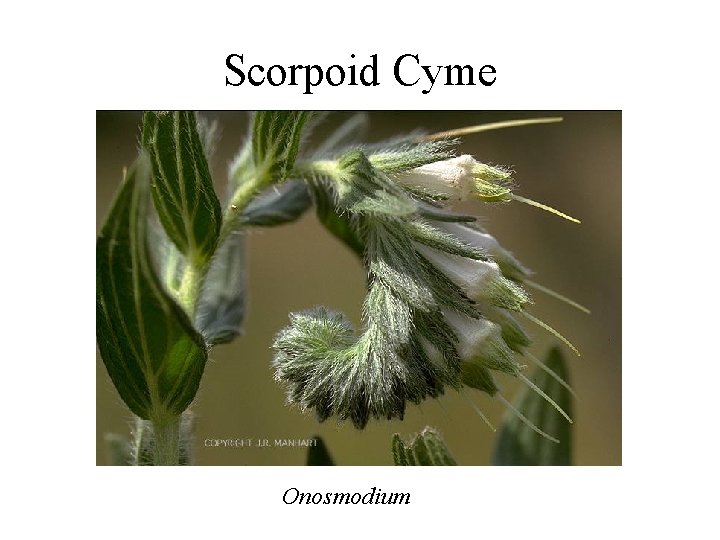 Scorpoid Cyme Onosmodium 