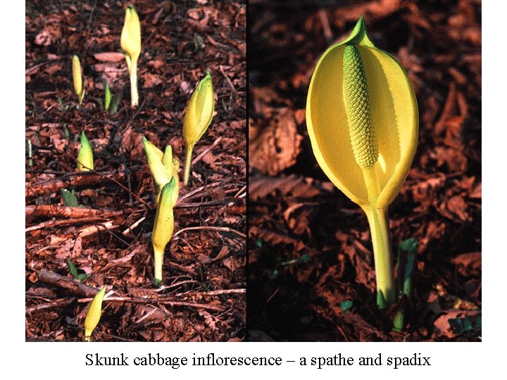 Skunk cabbage inflorescence – a spathe and spadix 