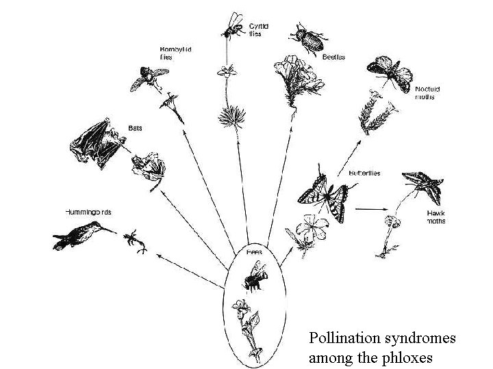 Pollination syndromes among the phloxes 