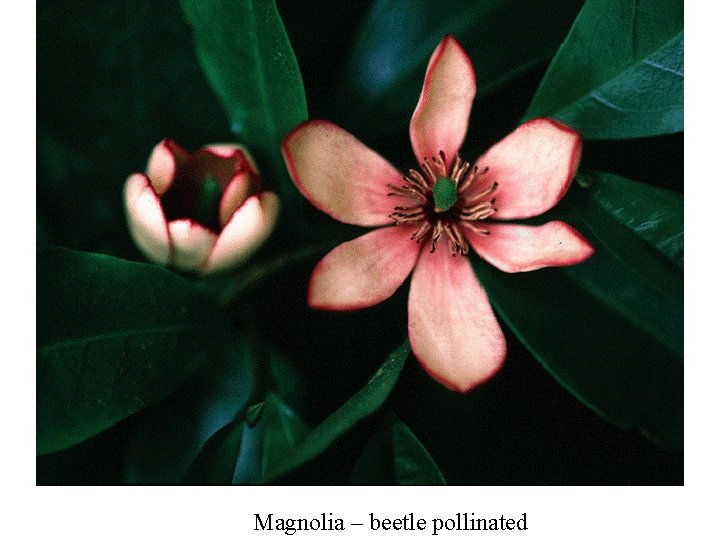 Magnolia – beetle pollinated 