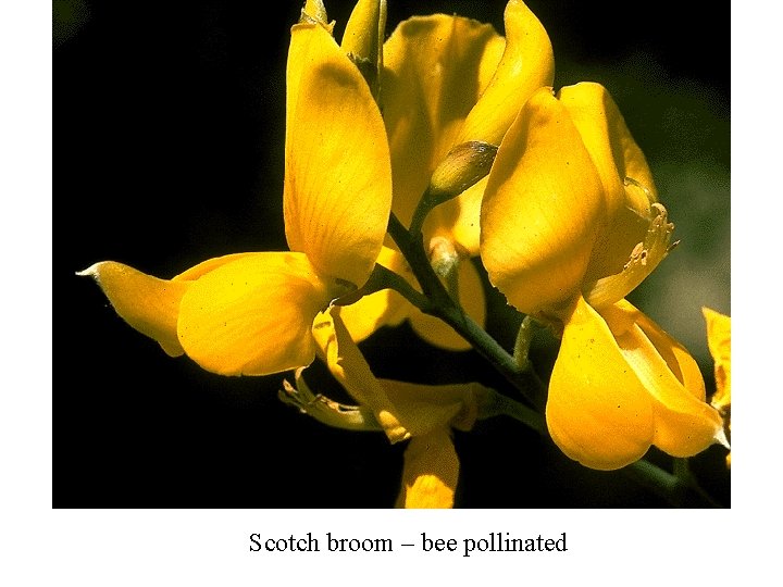 Scotch broom – bee pollinated 