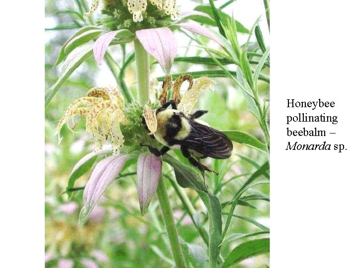 Honeybee pollinating beebalm – Monarda sp. 