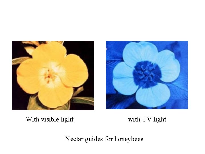 With visible light with UV light Nectar guides for honeybees 