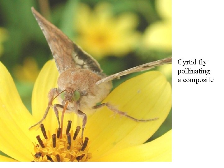 Cyrtid fly pollinating a composite 