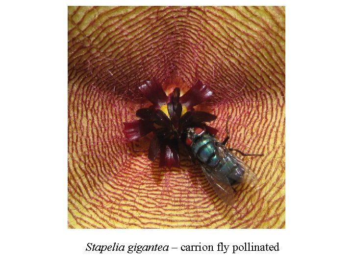 Stapelia gigantea – carrion fly pollinated 