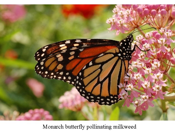Monarch butterfly pollinating milkweed 