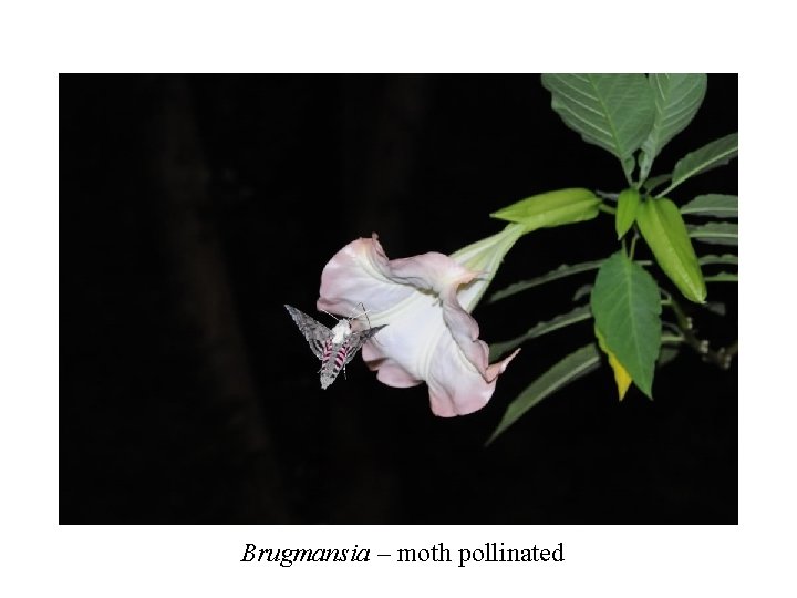 Brugmansia – moth pollinated 