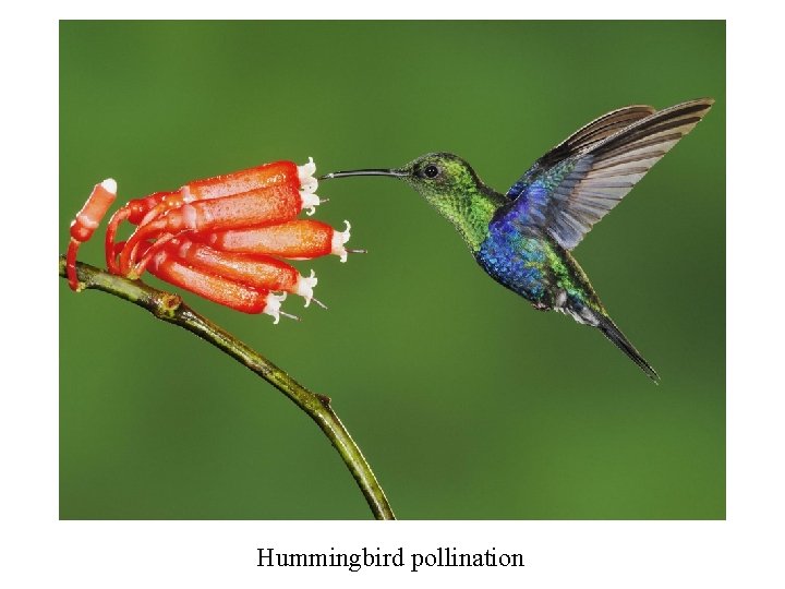 Hummingbird pollination 