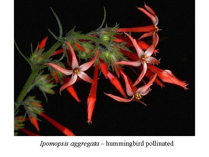 Ipomopsis aggregata – hummingbird pollinated 