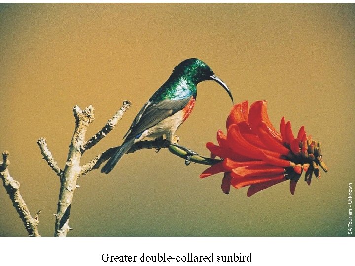 Greater double-collared sunbird 
