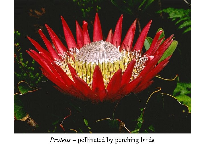 Proteus – pollinated by perching birds 