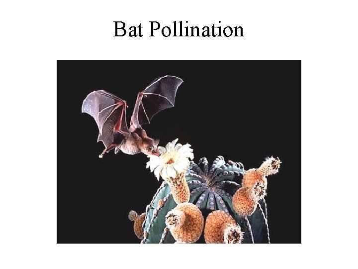 Bat Pollination 