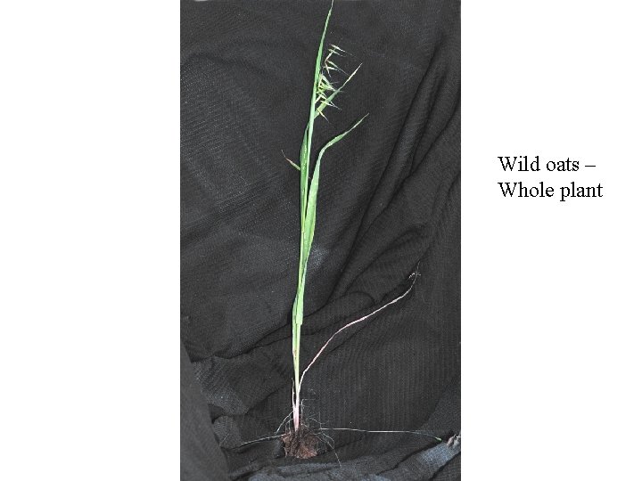 Wild oats – Whole plant 