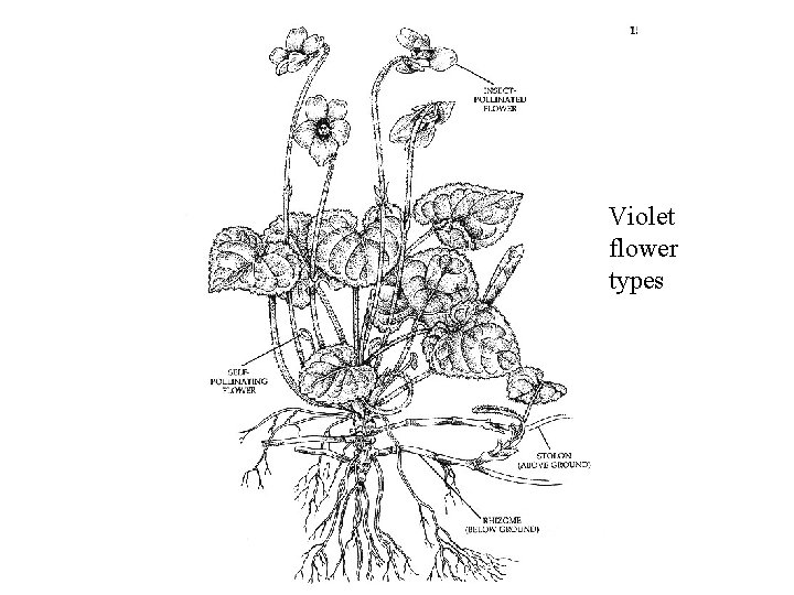 Violet flower types 