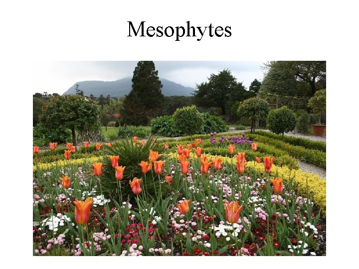 Mesophytes 