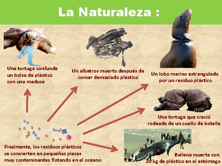 La Naturaleza : Una tortuga confunde un bolsa de plástico con una medusa Un