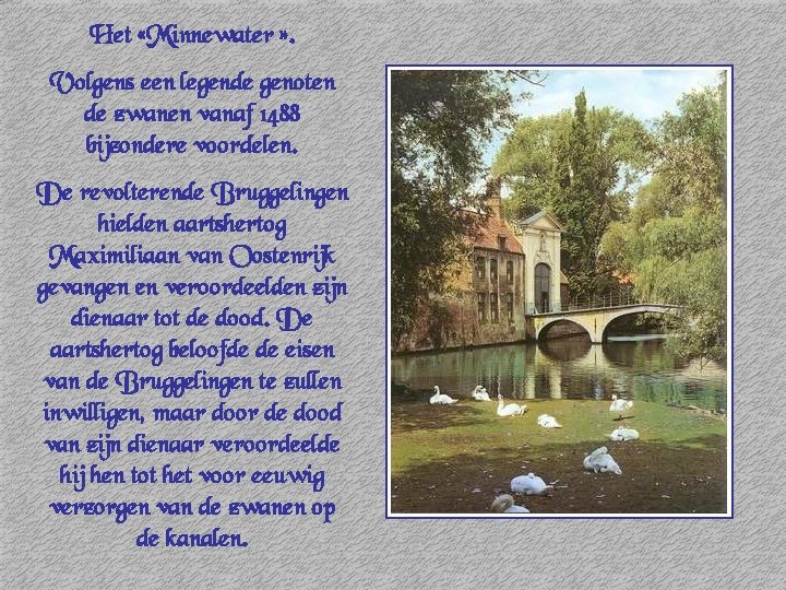 Het «Minnewater » . Volgens een legende genoten de zwanen vanaf 1488 bijzondere voordelen.