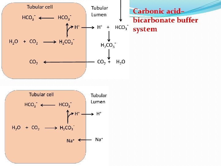 Carbonic acid– bicarbonate buffer system 