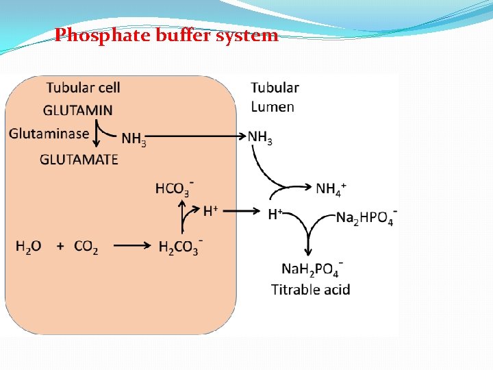 Phosphate buffer system 