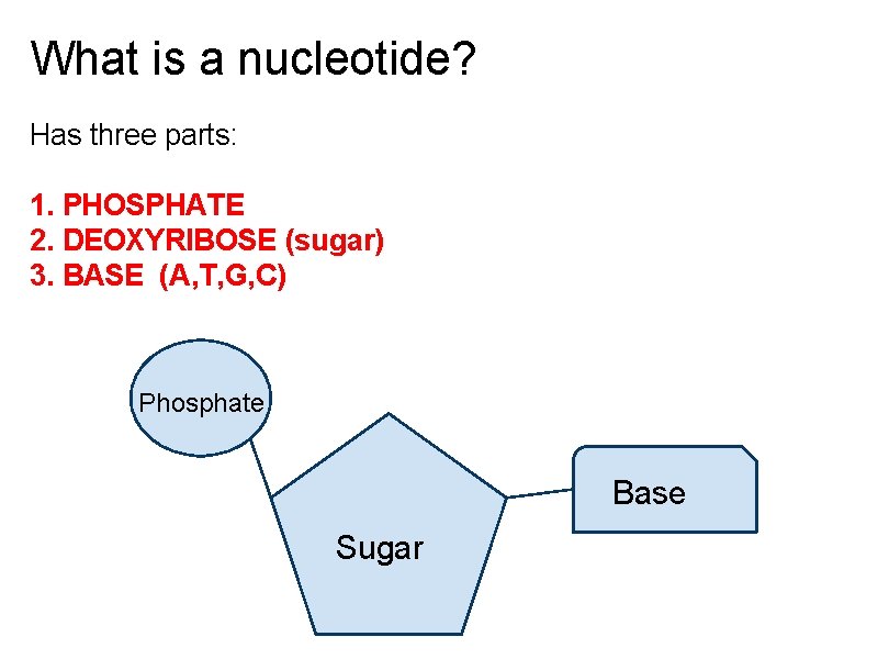 What is a nucleotide? Has three parts: 1. PHOSPHATE 2. DEOXYRIBOSE (sugar) 3. BASE