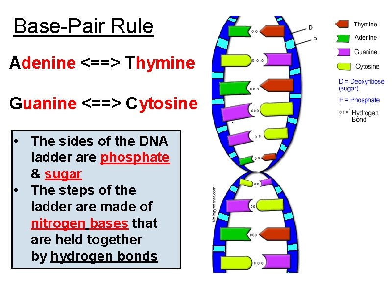 Base-Pair Rule Adenine <==> Thymine Guanine <==> Cytosine • The sides of the DNA