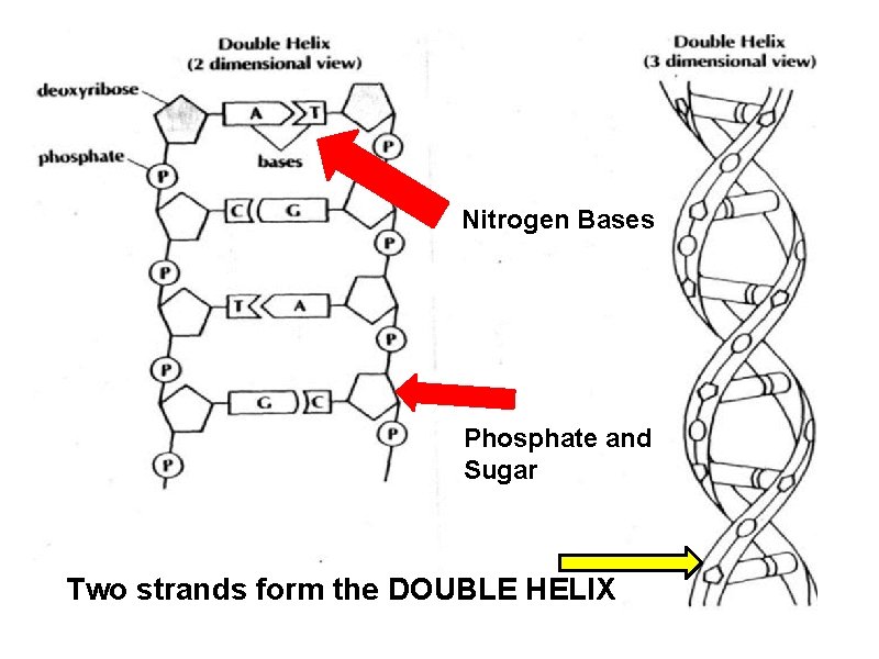 Nitrogen Bases Phosphate and Sugar Two strands form the DOUBLE HELIX 