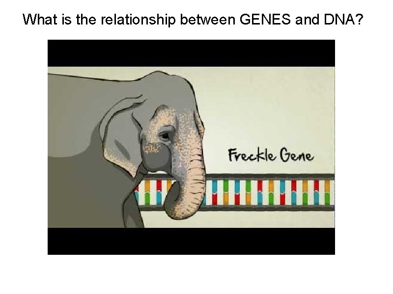 What is the relationship between GENES and DNA? 