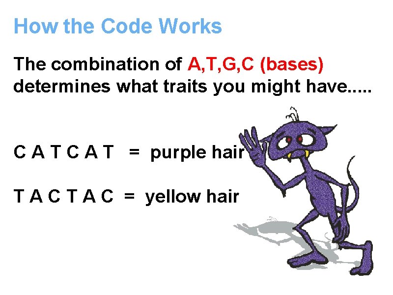 How the Code Works The combination of A, T, G, C (bases) determines what