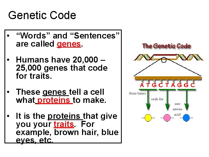 Genetic Code • “Words” and “Sentences” are called genes. • Humans have 20, 000