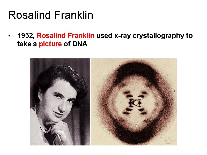 Rosalind Franklin • 1952, Rosalind Franklin used x-ray crystallography to take a picture of