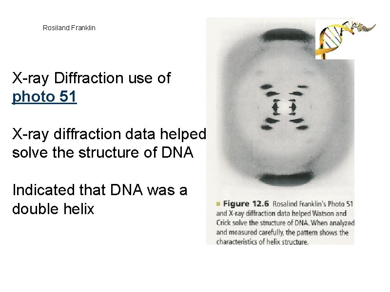 Rosiland Franklin X-ray Diffraction use of photo 51 X-ray diffraction data helped solve the