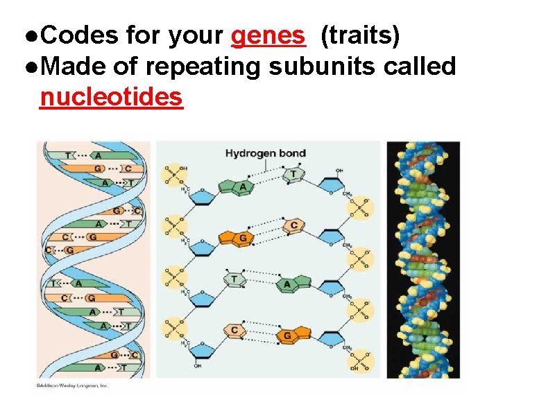 ●Codes for your genes (traits) ●Made of repeating subunits called nucleotides 