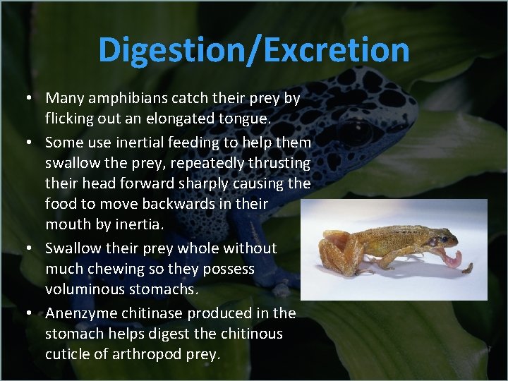Digestion/Excretion • Many amphibians catch their prey by flicking out an elongated tongue. •