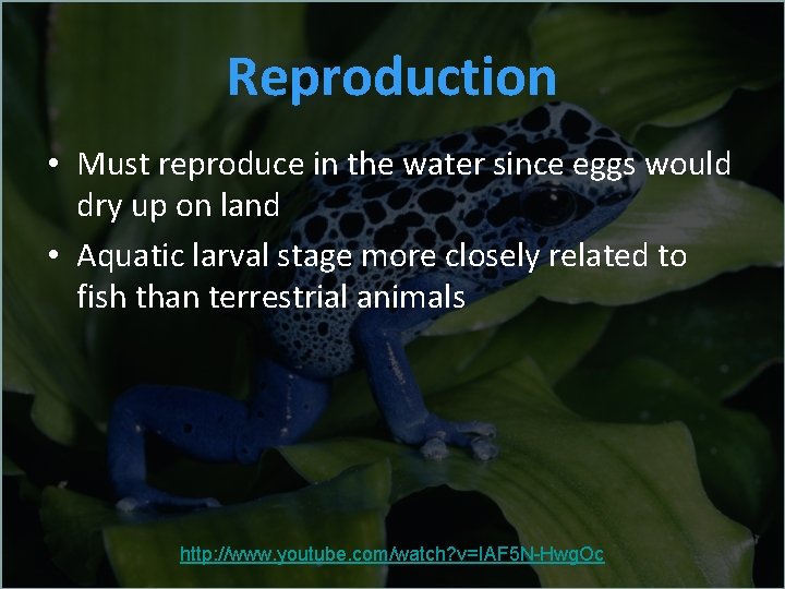 Reproduction • Must reproduce in the water since eggs would dry up on land