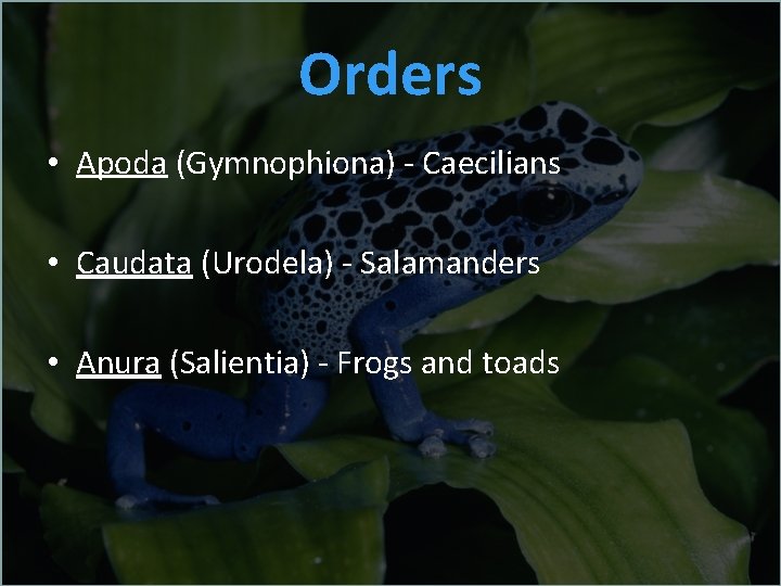 Orders • Apoda (Gymnophiona) - Caecilians • Caudata (Urodela) - Salamanders • Anura (Salientia)